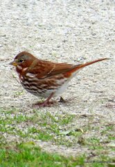 Passerella iliaca