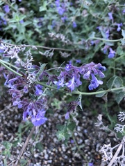 Nepeta