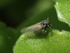 Delphacidae
