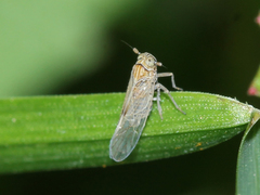 Delphacidae