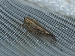 Delphacidae