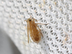 Delphacidae