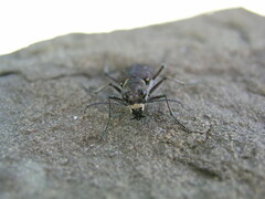 Cicindela duodecimguttata