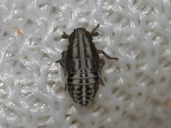 Delphacidae