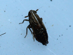 Delphacidae
