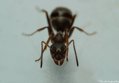 Formica cunicularia