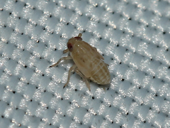 Delphacidae