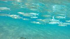 Crenimugil crenilabis