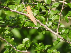 Tropidacris cristata