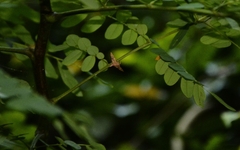 Sameodes cancellalis