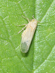 Delphacidae