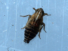 Delphacidae