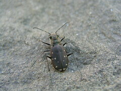 Cicindela duodecimguttata
