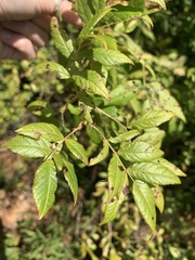 Diplocarpon rosae