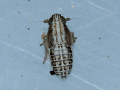 Delphacidae