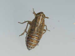 Delphacidae