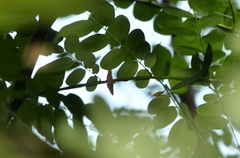 Sameodes cancellalis