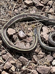 Thamnophis elegans terrestris