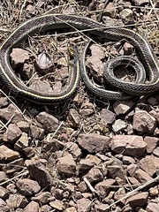 Thamnophis elegans terrestris