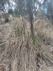Cortaderia jubata