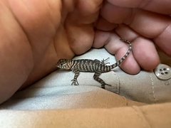 Sceloporus orcutti