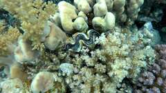 Tridacna maxima