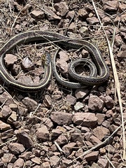 Thamnophis elegans terrestris