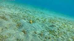 Callechelys marmorata