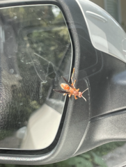 Polistes rubiginosus