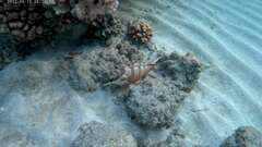 Epinephelus fasciatus