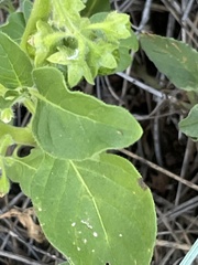 Solanum physalifolium nitidibaccatum