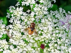 Gymnosoma rotundatum
