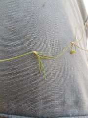 Ranunculus flammula filiformis