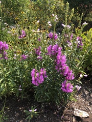 Physostegia