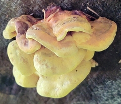 Pseudomerulius curtisii