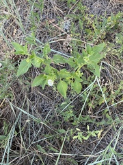 Solanum physalifolium nitidibaccatum