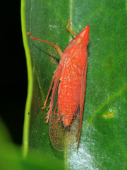 Dictyophara