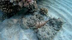 Epinephelus fasciatus