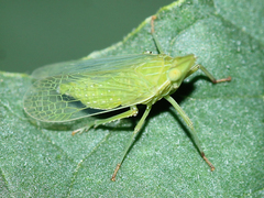 Dictyophara