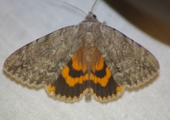 Catocala habilis