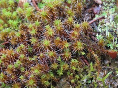 Syntrichia