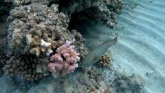 Calotomus viridescens