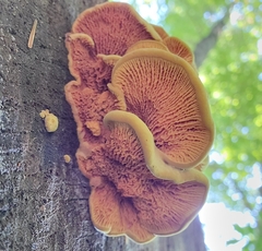 Pseudomerulius curtisii