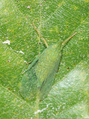 Dictyophara multireticulata