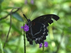 Papilio polymnestor