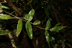 Memecylon umbellatum