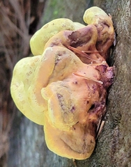 Pseudomerulius curtisii