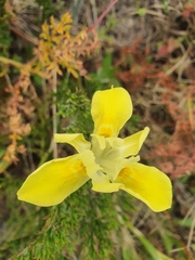 Moraea fugax