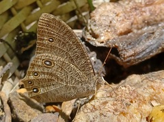 Melanitis leda leda