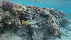 Lutjanus ehrenbergii